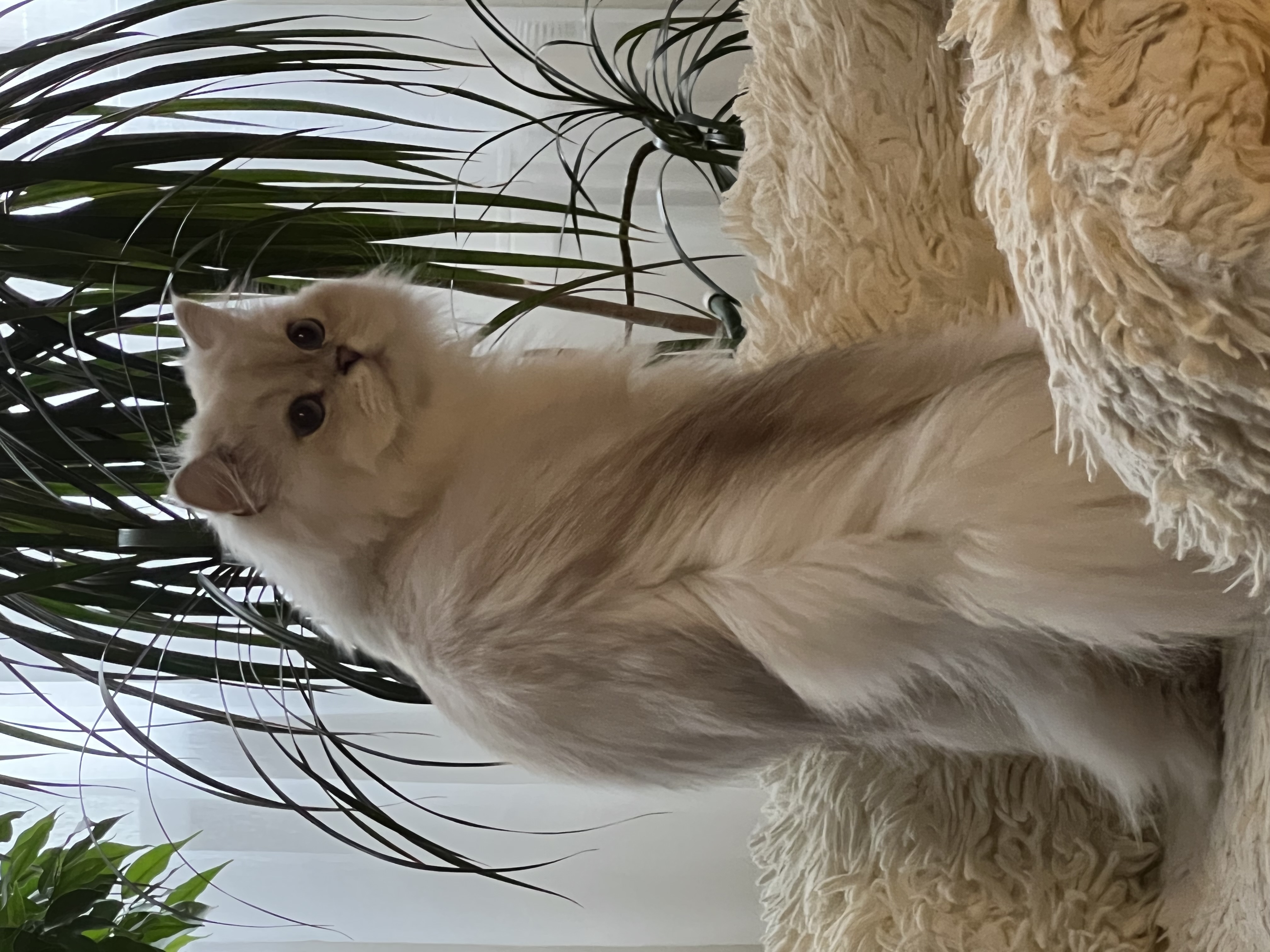 Домашний кот
